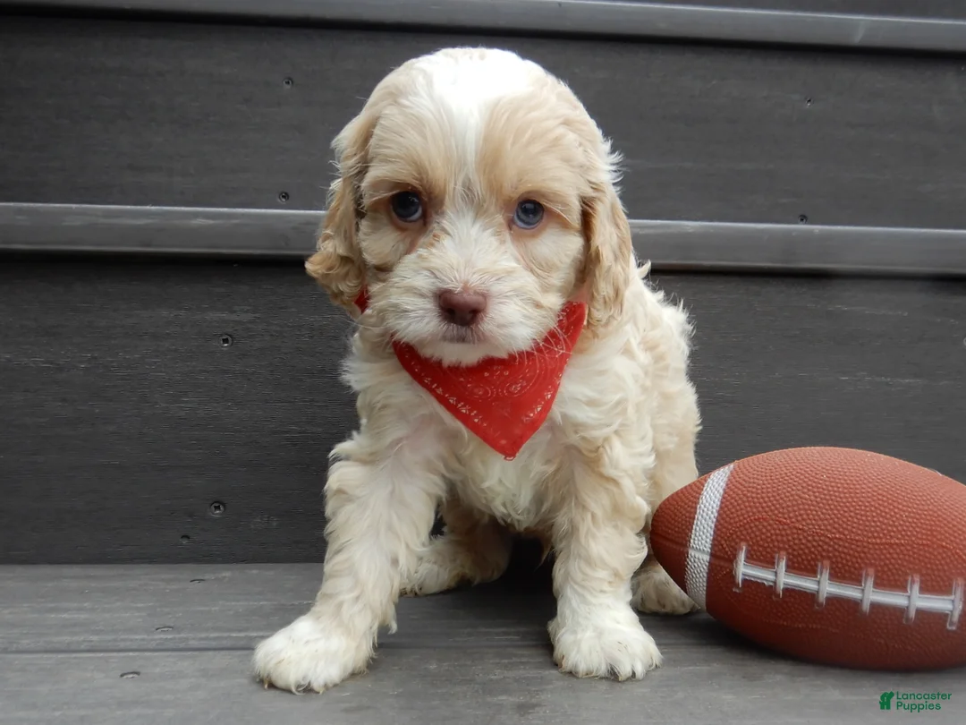Cockapoo dogs for sale: Joey - Ad 10