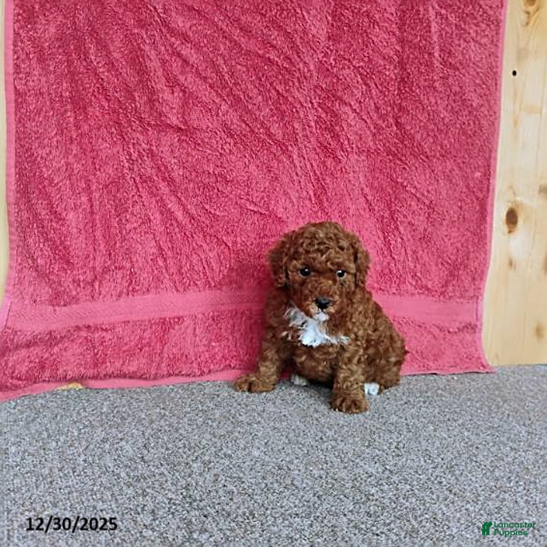 Toy Poodle dogs for sale: Charlie - Ad 9
