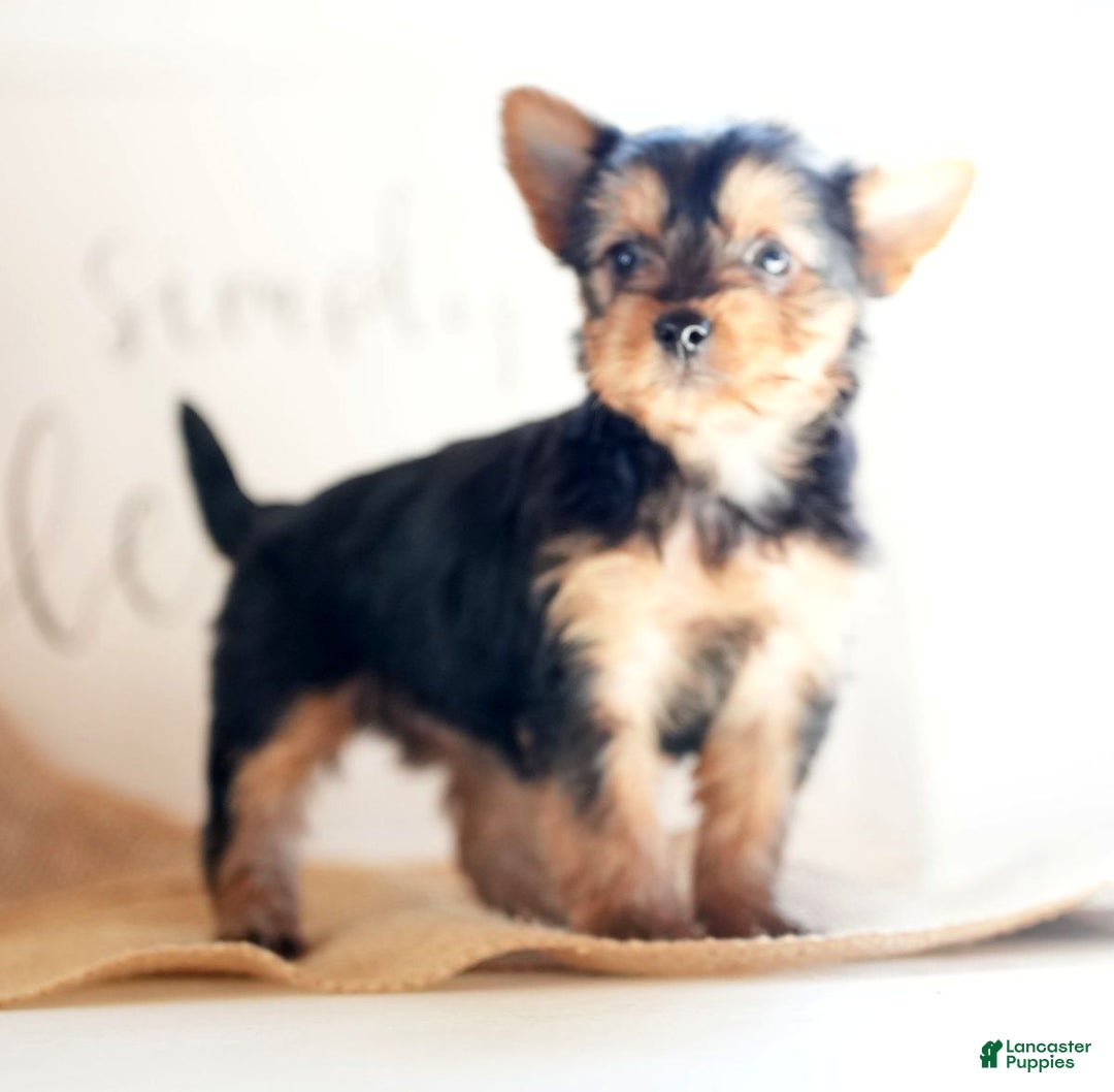 Morkie dogs for sale: Paisley - Ad 8