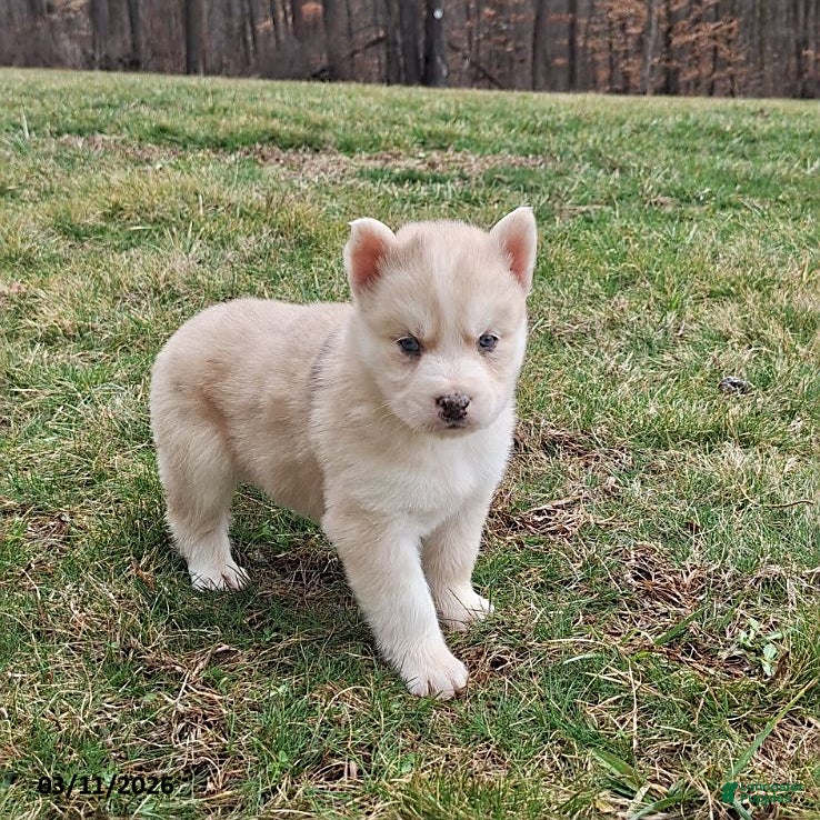 Gerberian Shepsky dogs Daisy - Ad 2