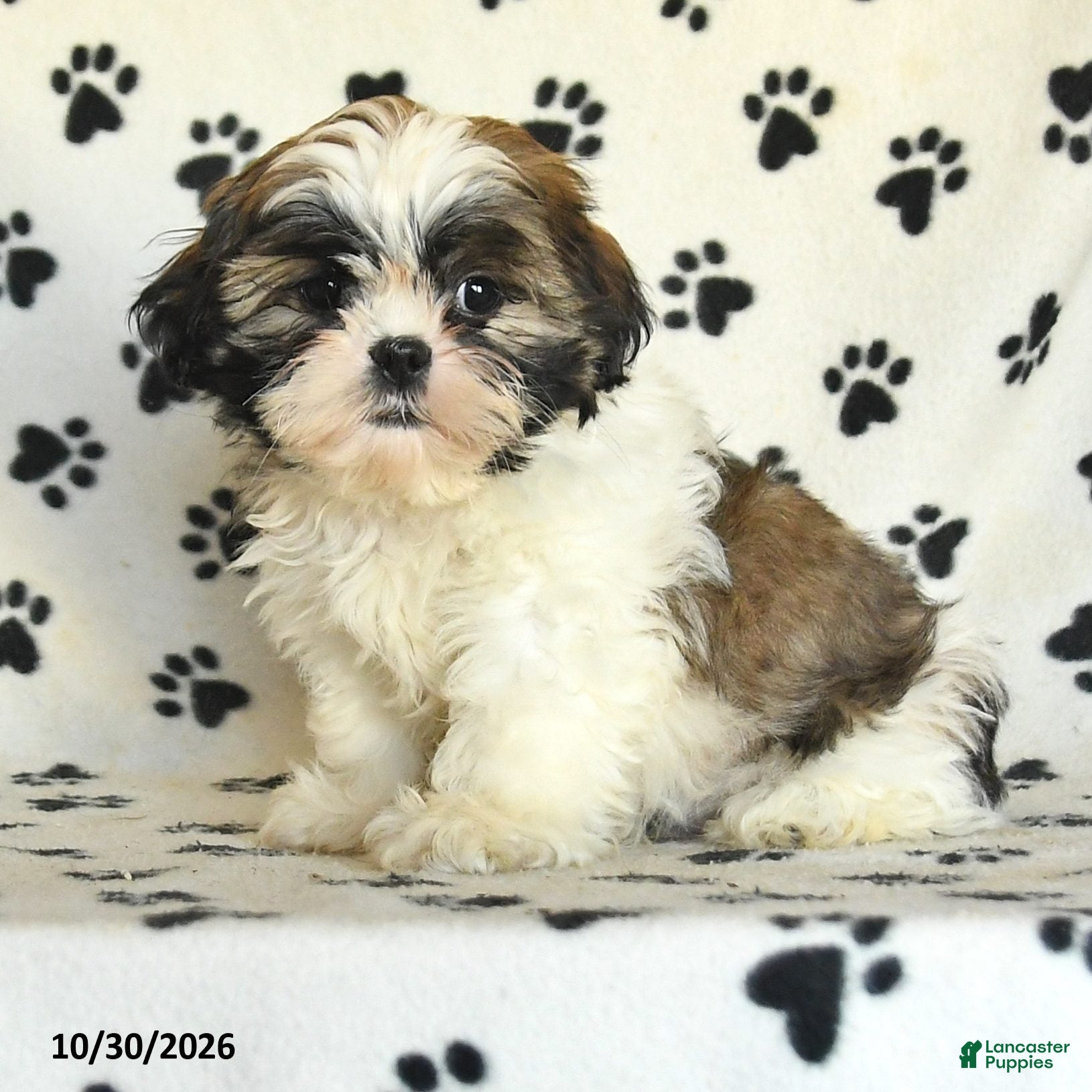 Shih Tzu dogs for sale: Toto - Ad 1