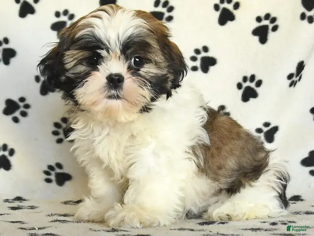 Shih Tzu dogs for sale: Toto - Ad 1