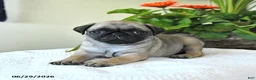 Pug dogs for sale: Tanya - Ad 1
