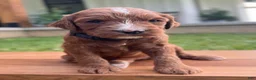 Irish Doodle dogs for sale: Maple - Ad 5