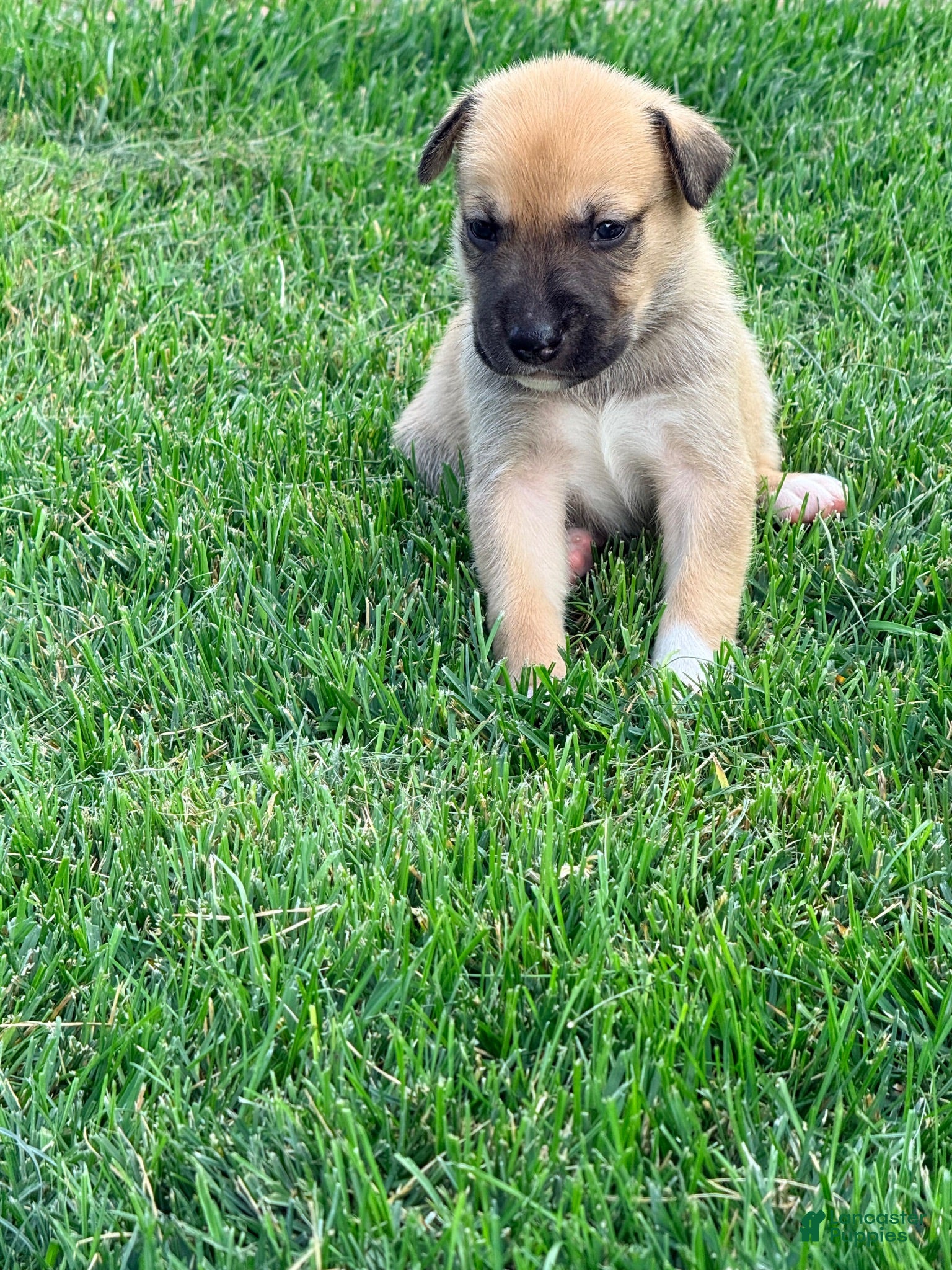 Mixed Breed dogs Pitsky male 3 - Ad 2