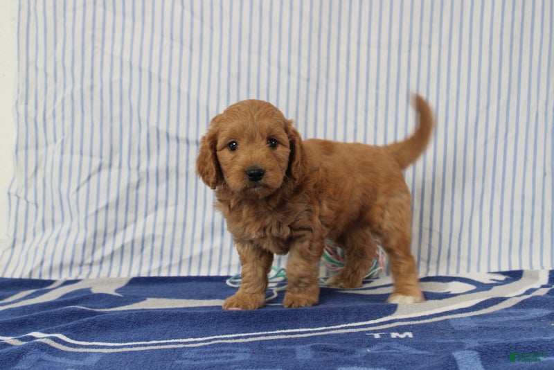 Mini Goldendoodle dogs Murphy - Ad 1