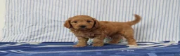Mini Goldendoodle dogs for sale: Murphy - Ad 1
