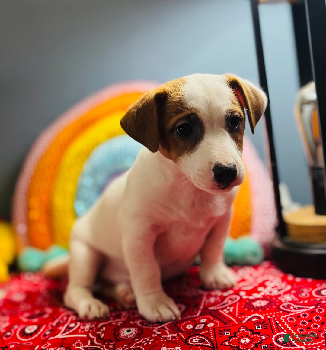 Jack Russell Terrier dogs for sale: Snoop  - Ad 1