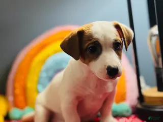 Jack Russell Terrier dogs Snoop - Ad 31