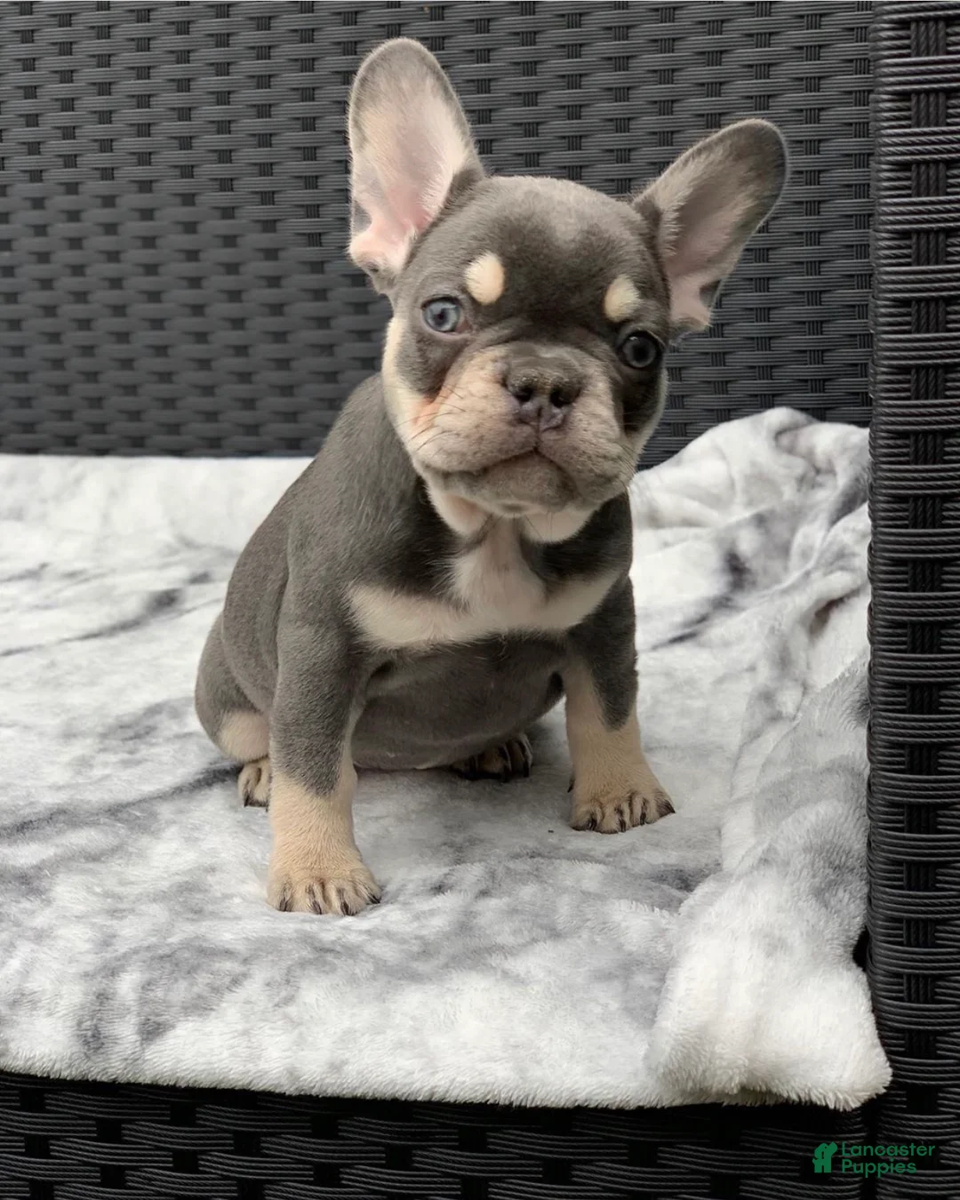 French Bulldog dogs for sale: Nila - Lilac Tan Frenchie Puppy - Ad 1