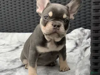 French Bulldog dogs Nila - Lilac Tan Frenchie Puppy - Ad 40