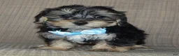 Yorkiepoo dogs for sale: Sawyer - Ad 8
