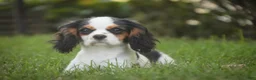 Cavalier King Charles Spaniel dogs for sale: Dottie - Ad 5