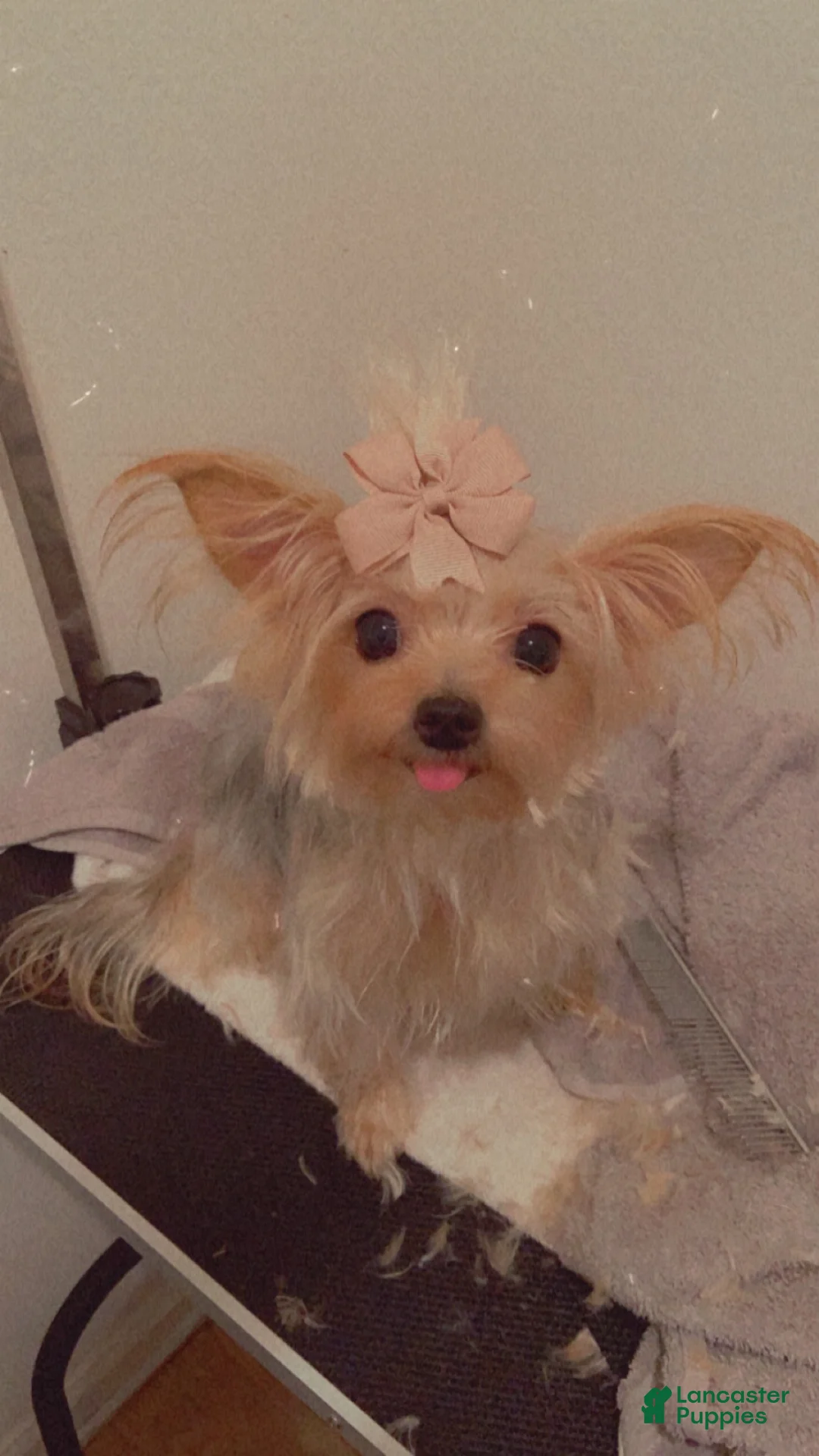 Yorkiepoo dogs for sale:  Puppy 1 - Ad 2