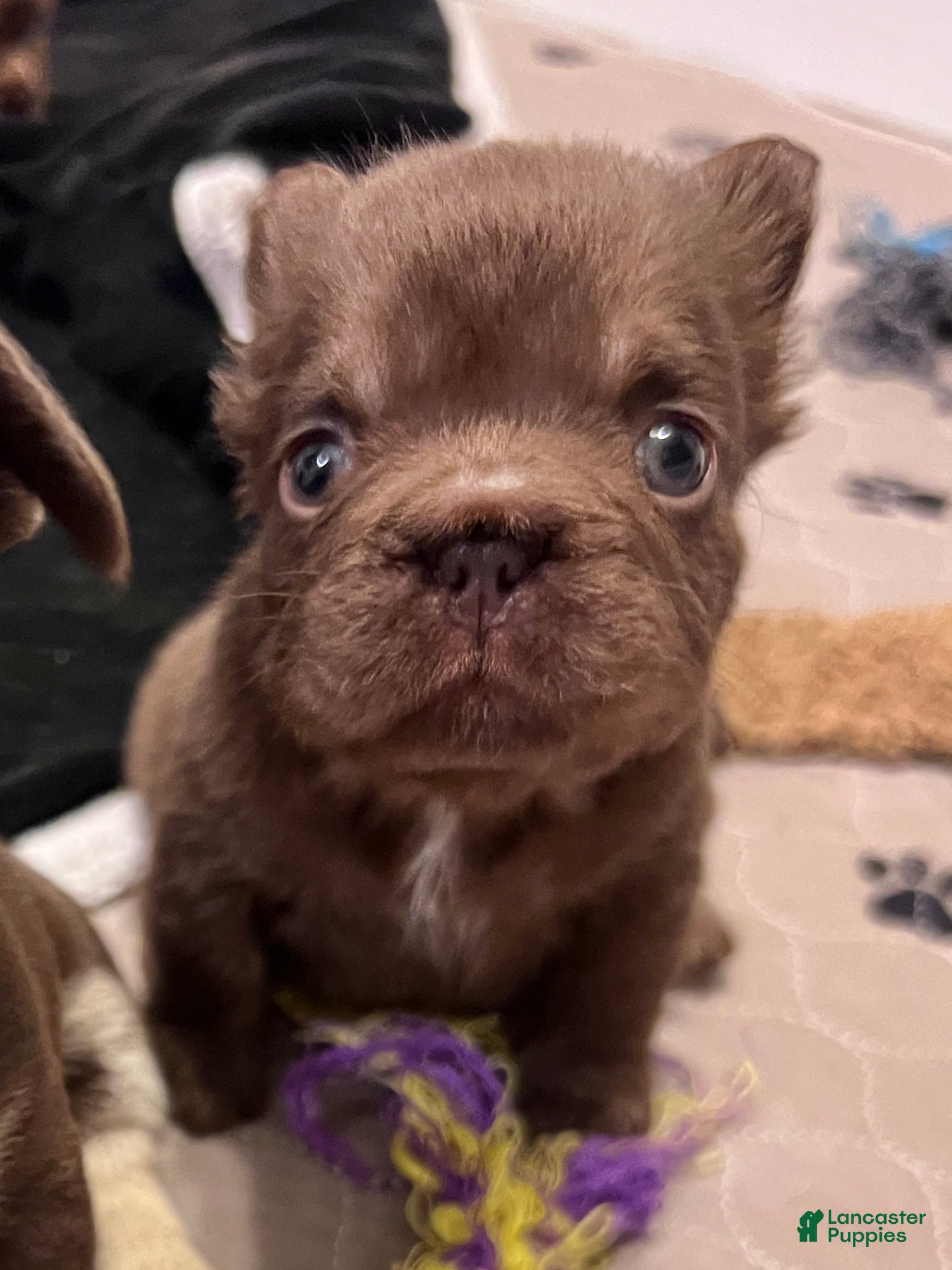 French Bulldog dogs Oakley - Mini Fluffy - Ad 2