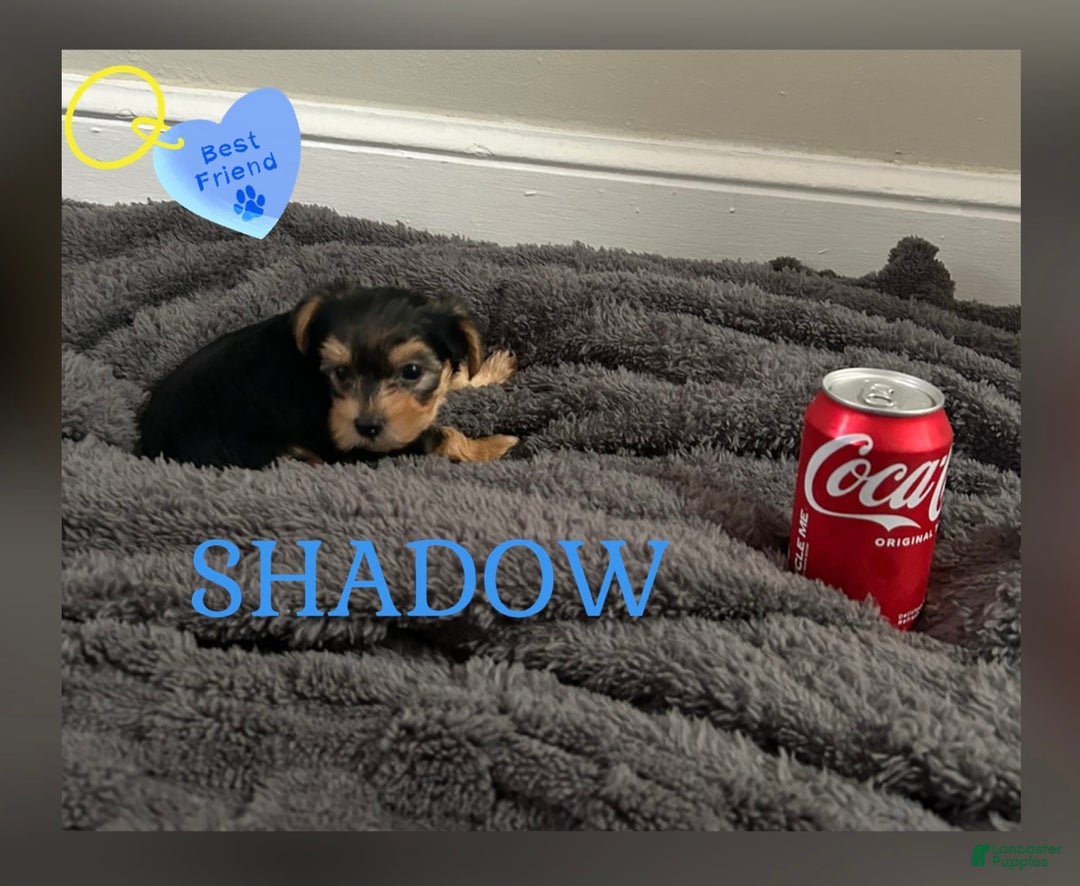Yorkiepoo dogs for sale: TOY Size Shadow - Ad 3