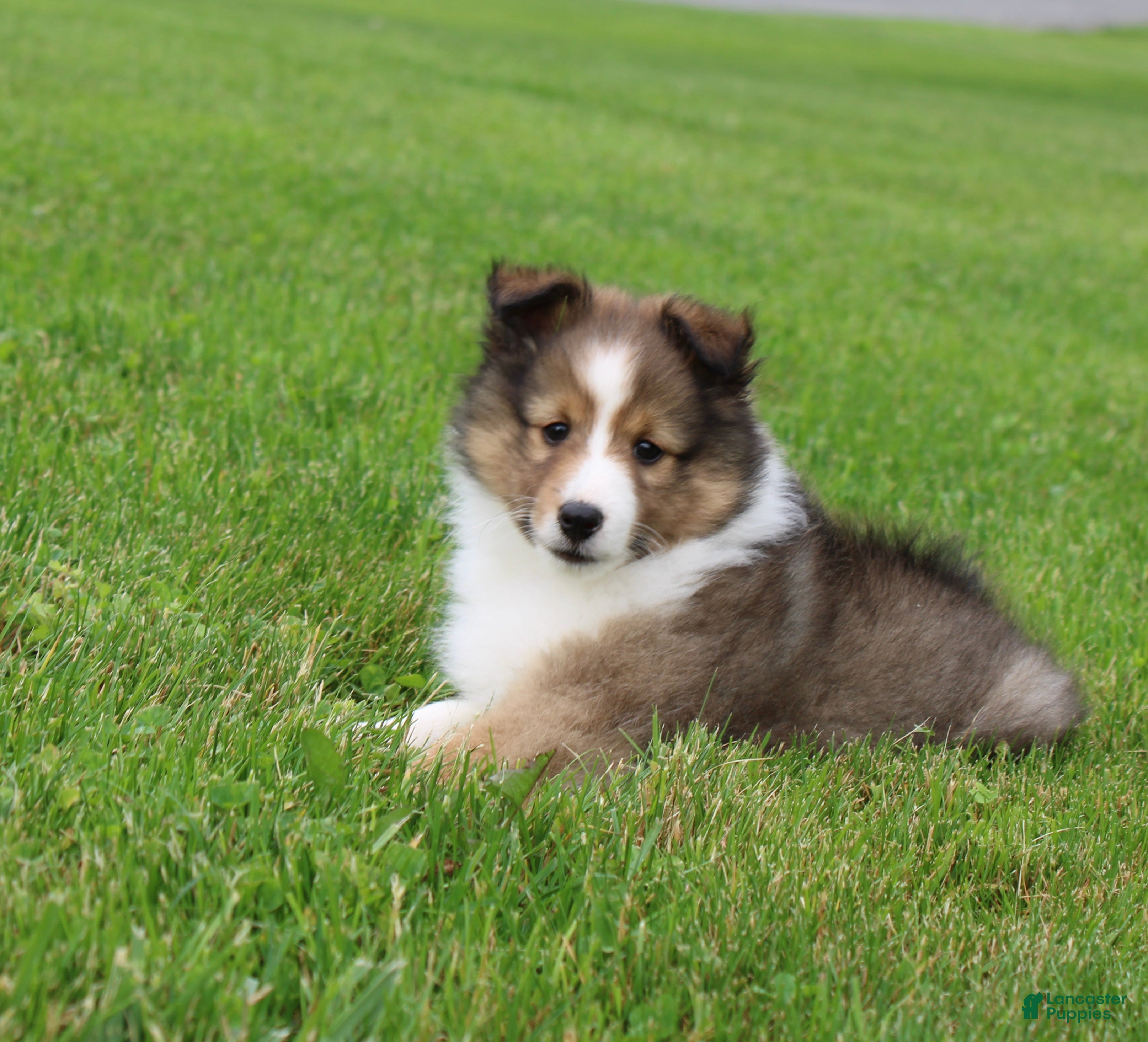 Shetland Sheepdog dogs Lark - Ad 2