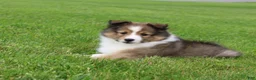 Shetland Sheepdog dogs for sale: Lark - Ad 2