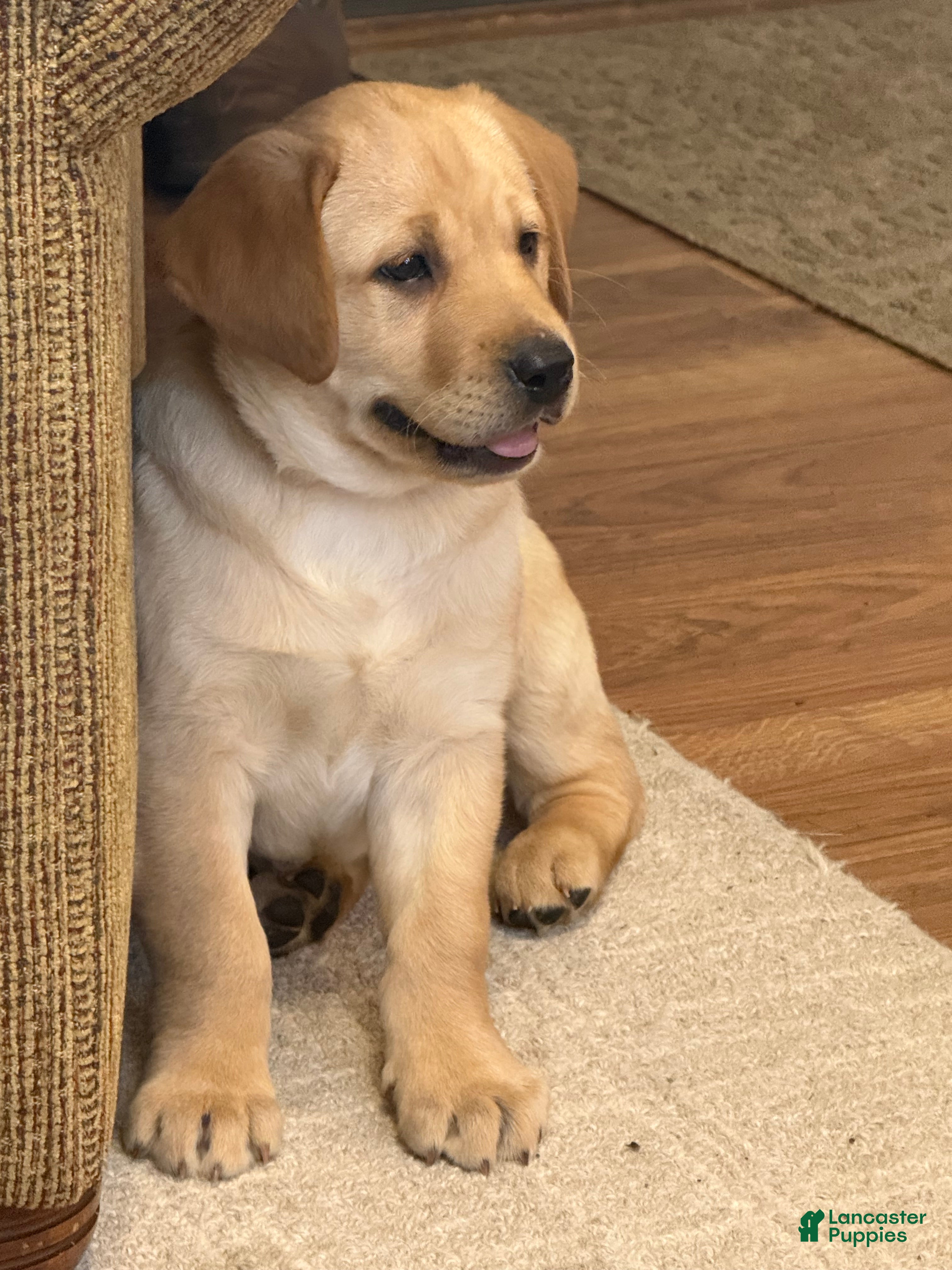Labrador Retriever dogs Danny  - Ad 2