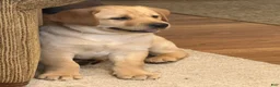 Labrador Retriever dogs for sale: Danny  - Ad 2