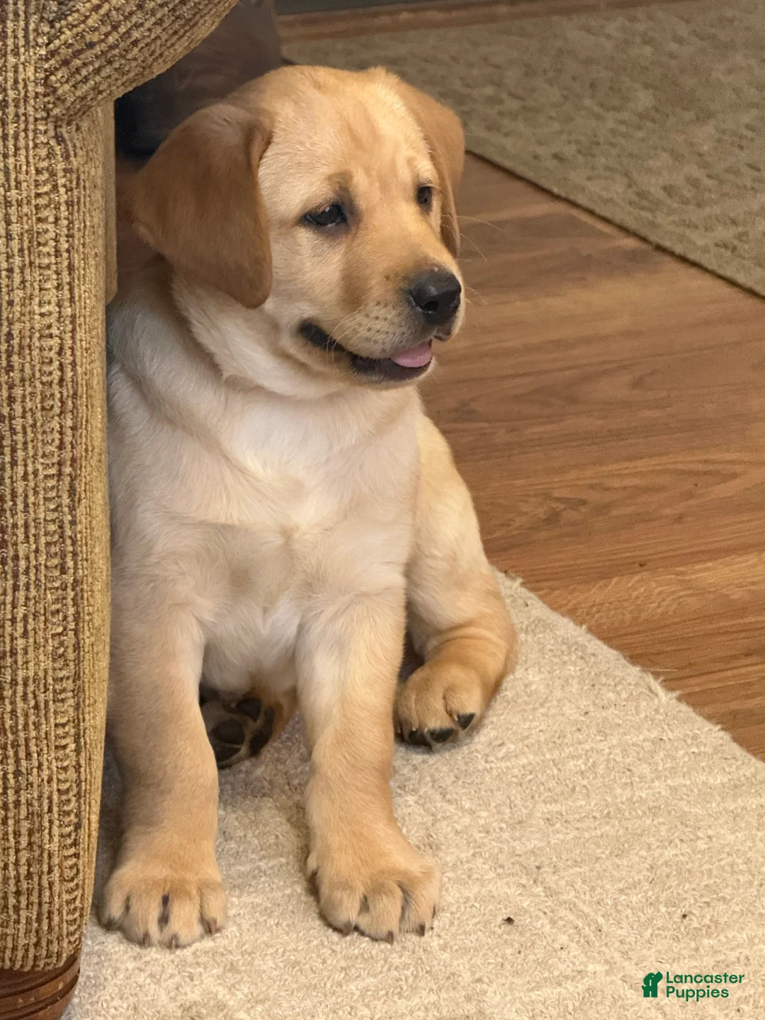 Labrador Retriever dogs for sale: Danny  - Ad 2