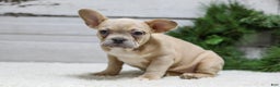 French Bulldog dogs for sale: Candace - Ad 3