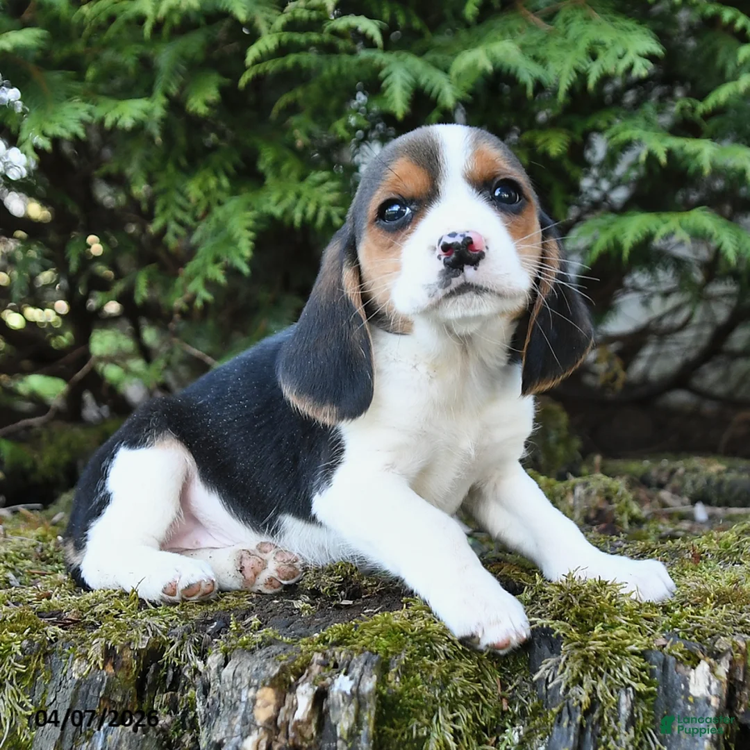 Beagle dogs for sale: Rose  - Ad 2