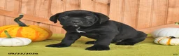 Cane Corso dogs for sale: Blossom - Ad 4
