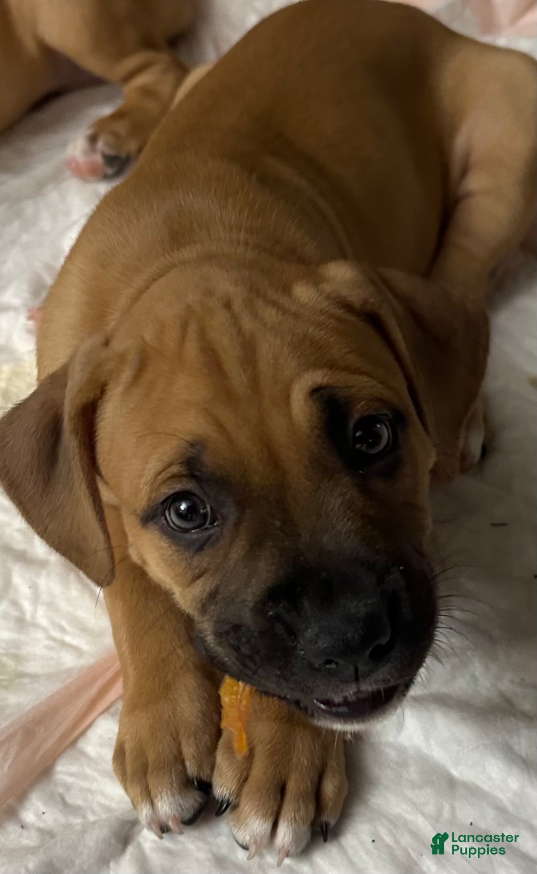 Mixed Breed dogs for sale: Junior  - Ad 2