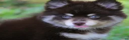 Pomsky dogs for sale: Louise - Ad 8