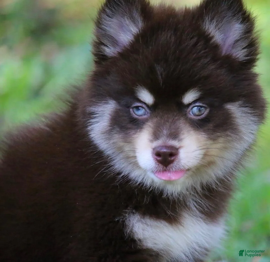 Pomsky dogs for sale: Louise - Ad 8
