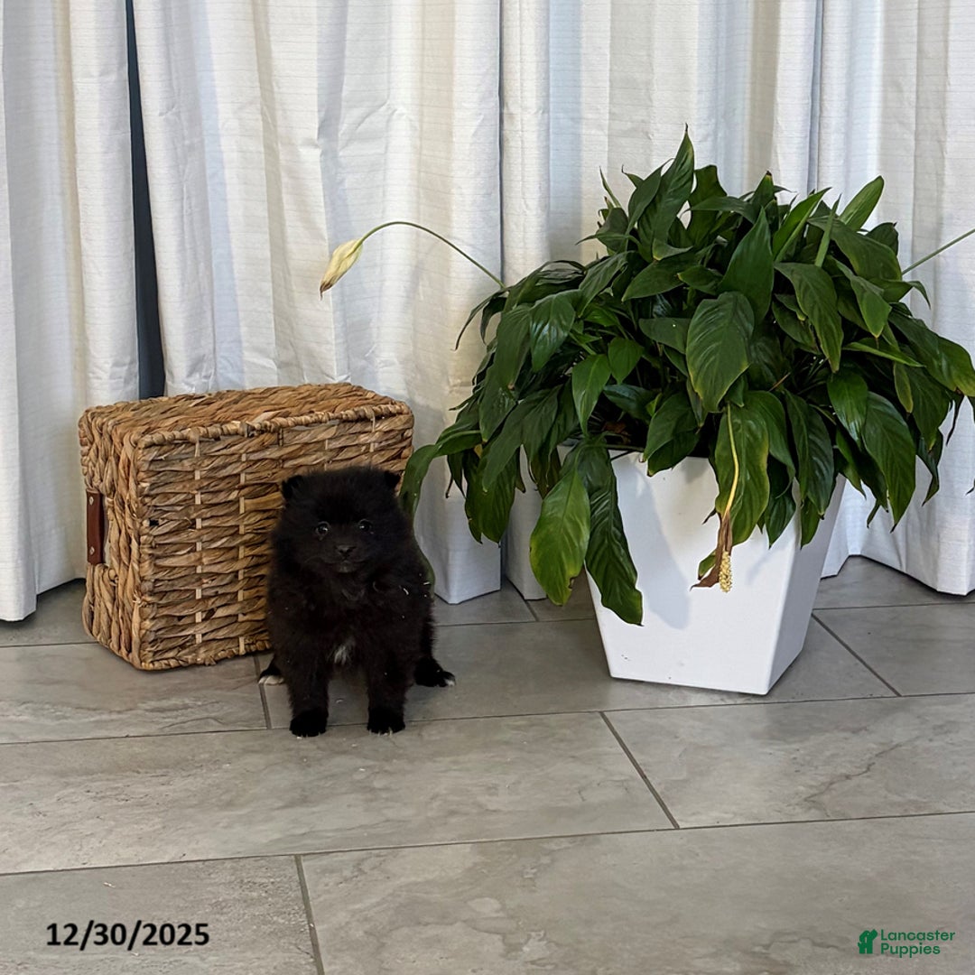 Pomeranian dogs for sale: Libby - Ad 2