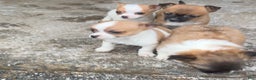 Chihuahua dogs for sale: Bixby - Ad 16