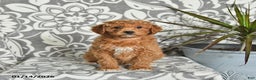 Mini Goldendoodle dogs for sale: Roscoe - Ad 4