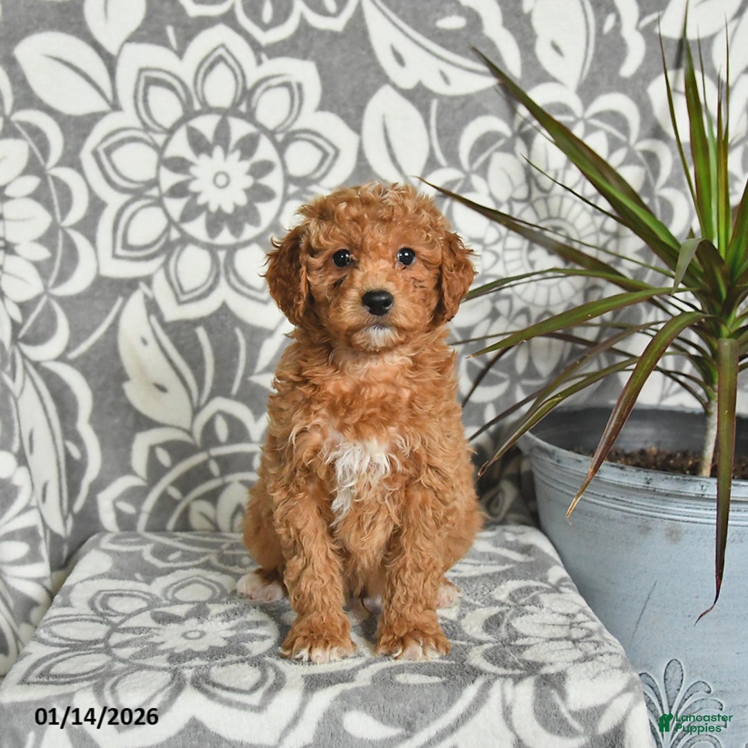 Mini Goldendoodle dogs for sale: Roscoe - Ad 4