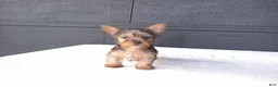 Yorkshire Terrier dogs for sale: Chloe - Ad 8