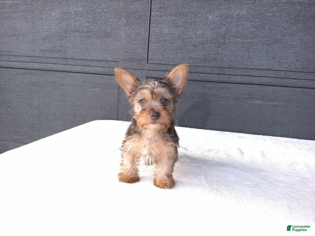 Yorkshire Terrier dogs for sale: Chloe - Ad 8