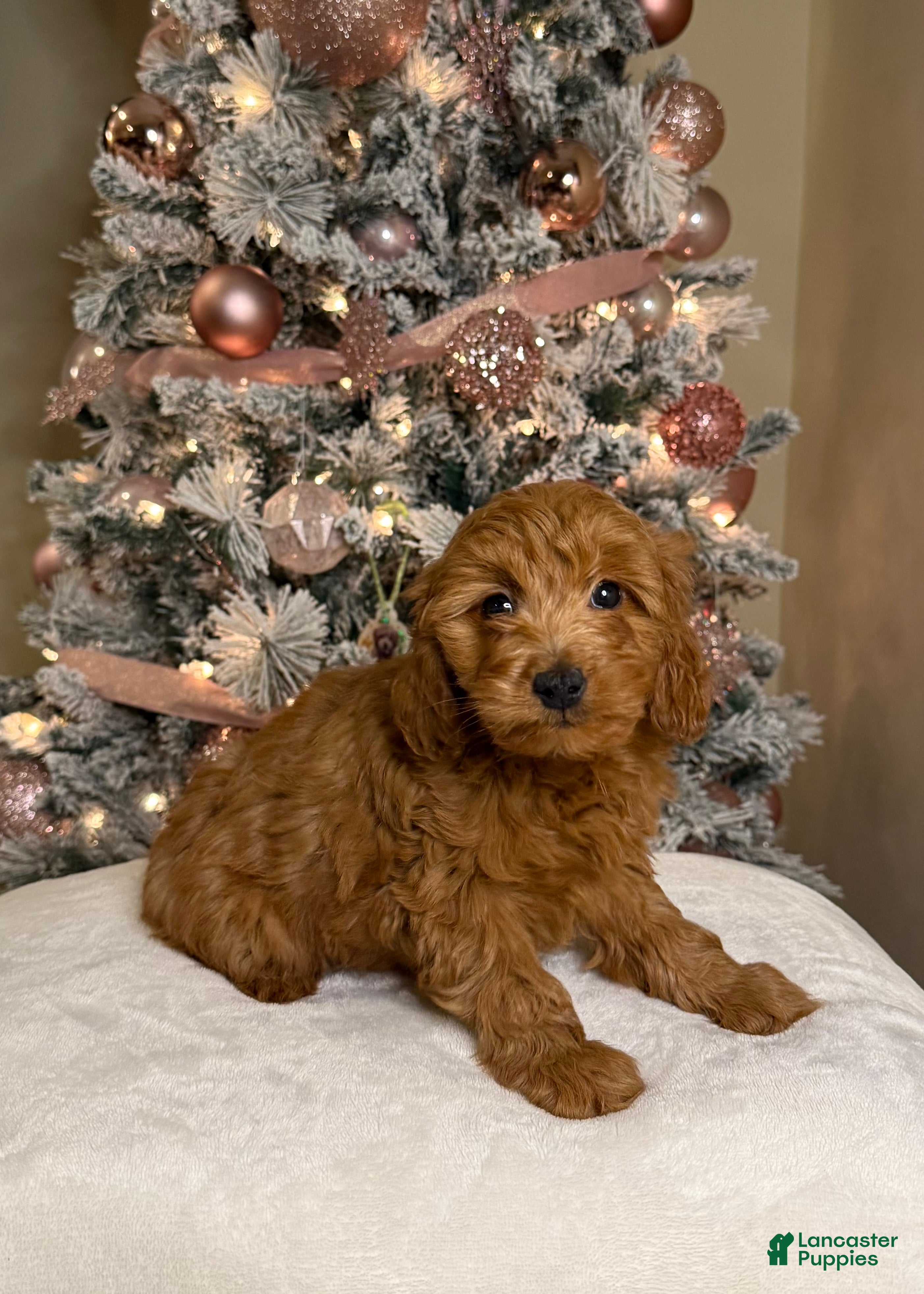 Mini Goldendoodle dogs for sale: Luna - Ad 2