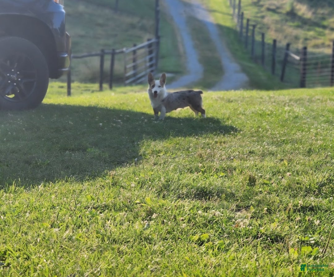 Welsh Corgi Pembroke dogs for sale: Buddy - Ad 10