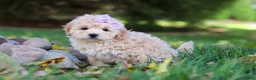 Maltipoo dogs for sale: Honey - Ad 4
