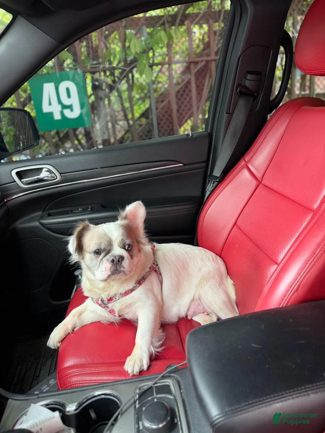 French Bulldog dogs for sale: Daisy - Ad 2