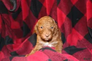 Standard Poodle Puppy 4