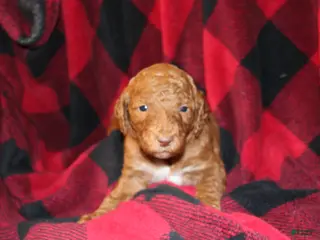 Standard Poodle dogs Standard Poodle Puppy 4 - Ad 42