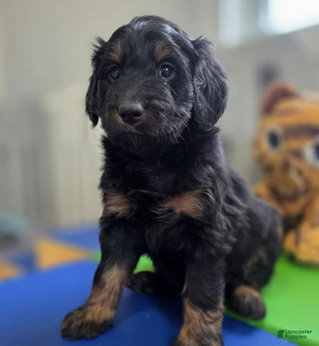 Bernedoodle dogs for sale: S'more - Ad 1