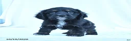 English Cocker Spaniel dogs for sale: Max - Ad 4