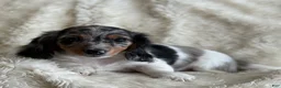 Miniature Dachshund dogs for sale: Tina - Ad 4