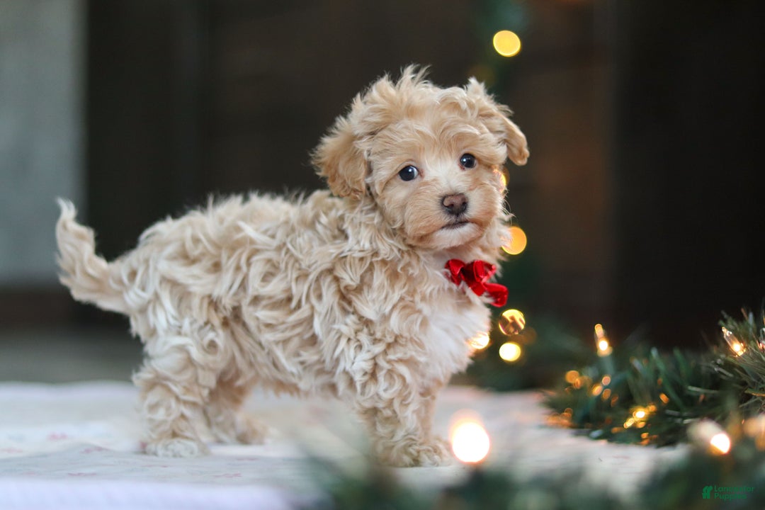 Havapoo dogs for sale: Turner - Ad 2