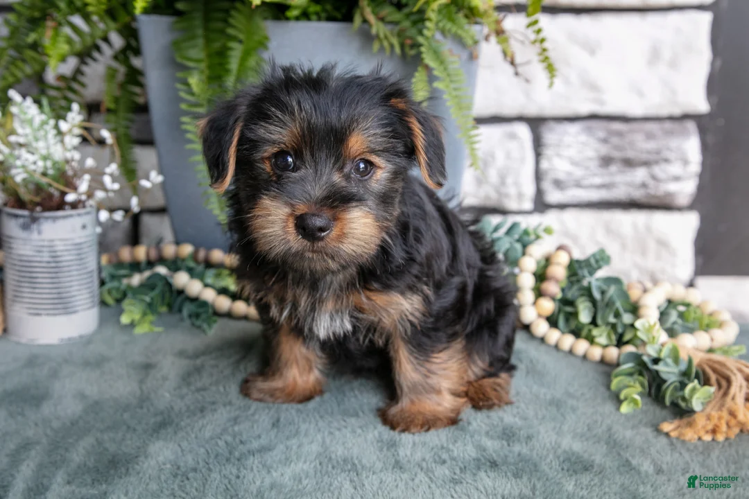 Yorkshire Terrier dogs for sale: Cypress - Ad 2