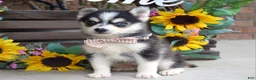 Pomsky dogs for sale: Paxton - Ad 3