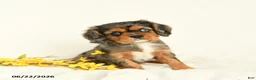 Cavalier King Charles Spaniel dogs for sale: Michelle - Ad 1